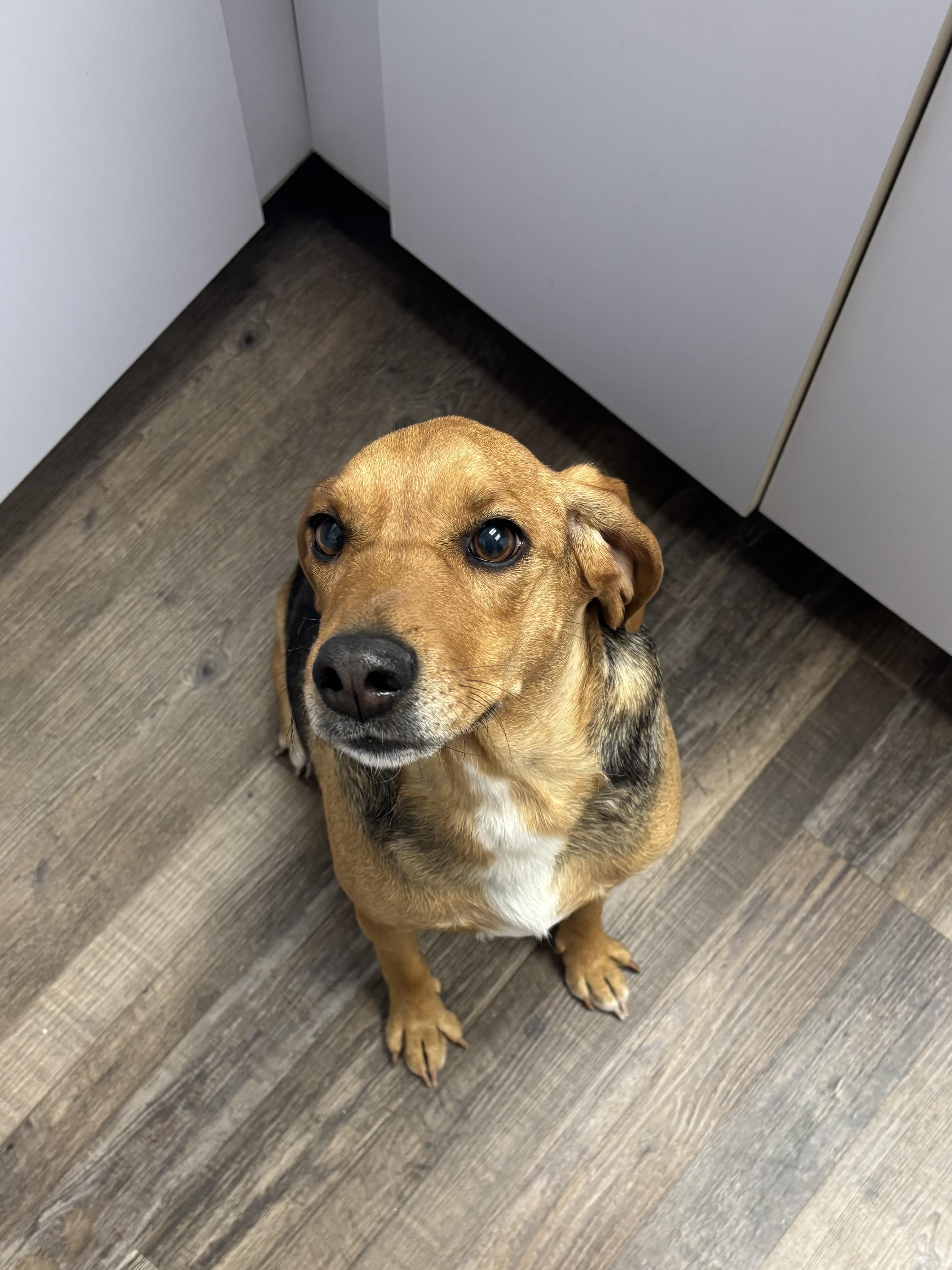 Missy, a Adoptable mixed breed in Oconto, WI image 2/2
