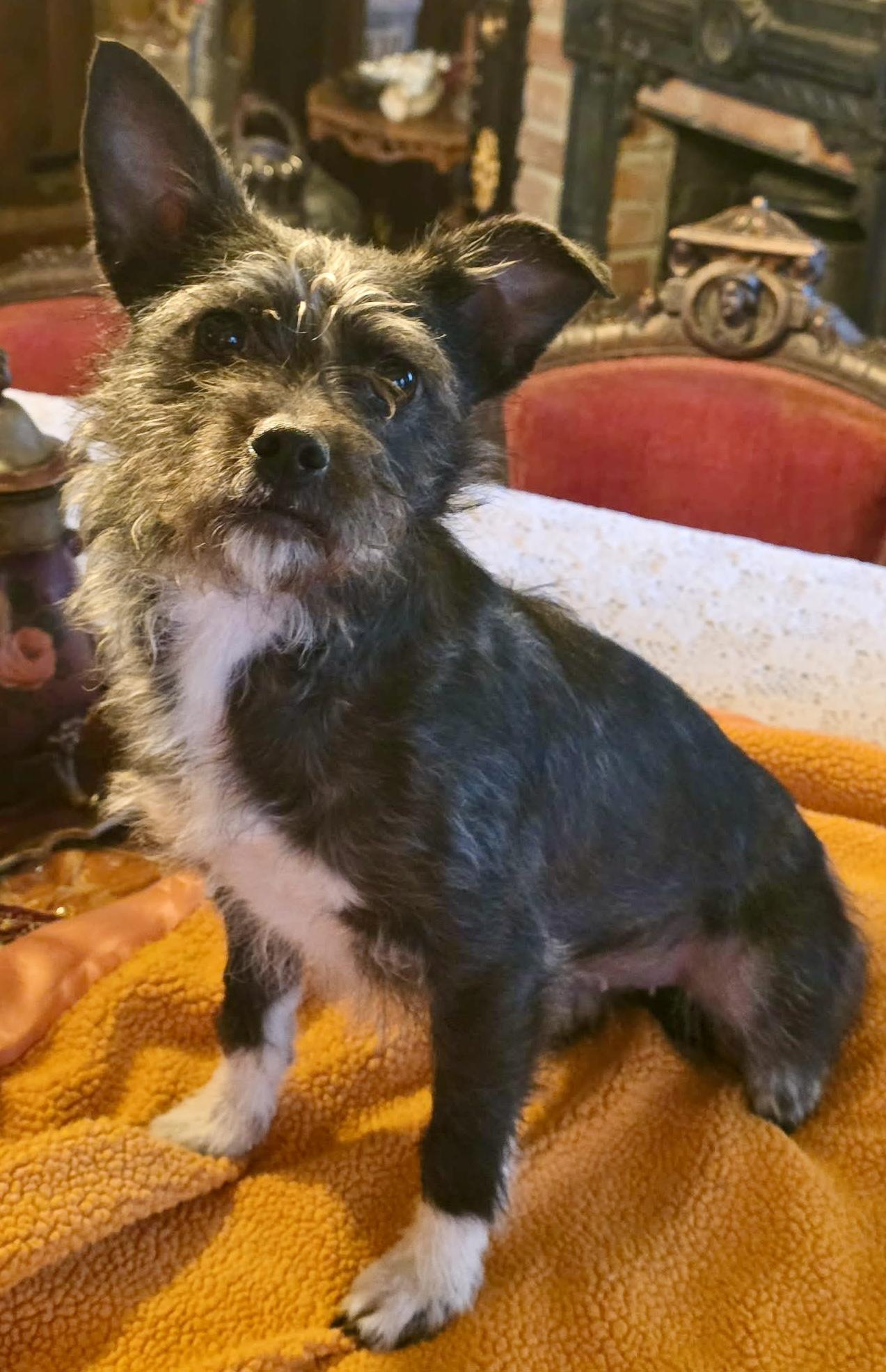 Tulip , Adoptable, Young Female Parson Russell Terrier & Yorkshire Terrier.