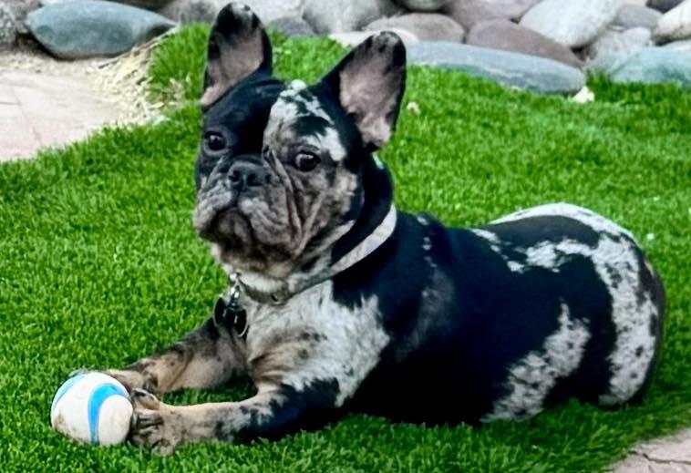 Enlarge Diesel, a Adopted French Bulldog in Tucson, AZ image 2/3