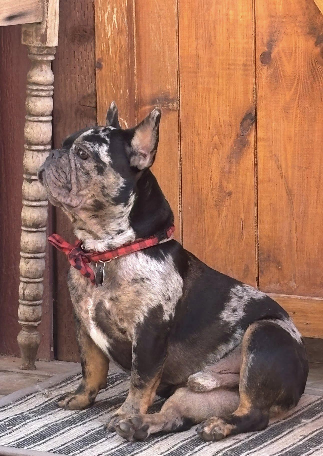 Enlarge Diesel, a Adopted French Bulldog in Tucson, AZ image 3/3