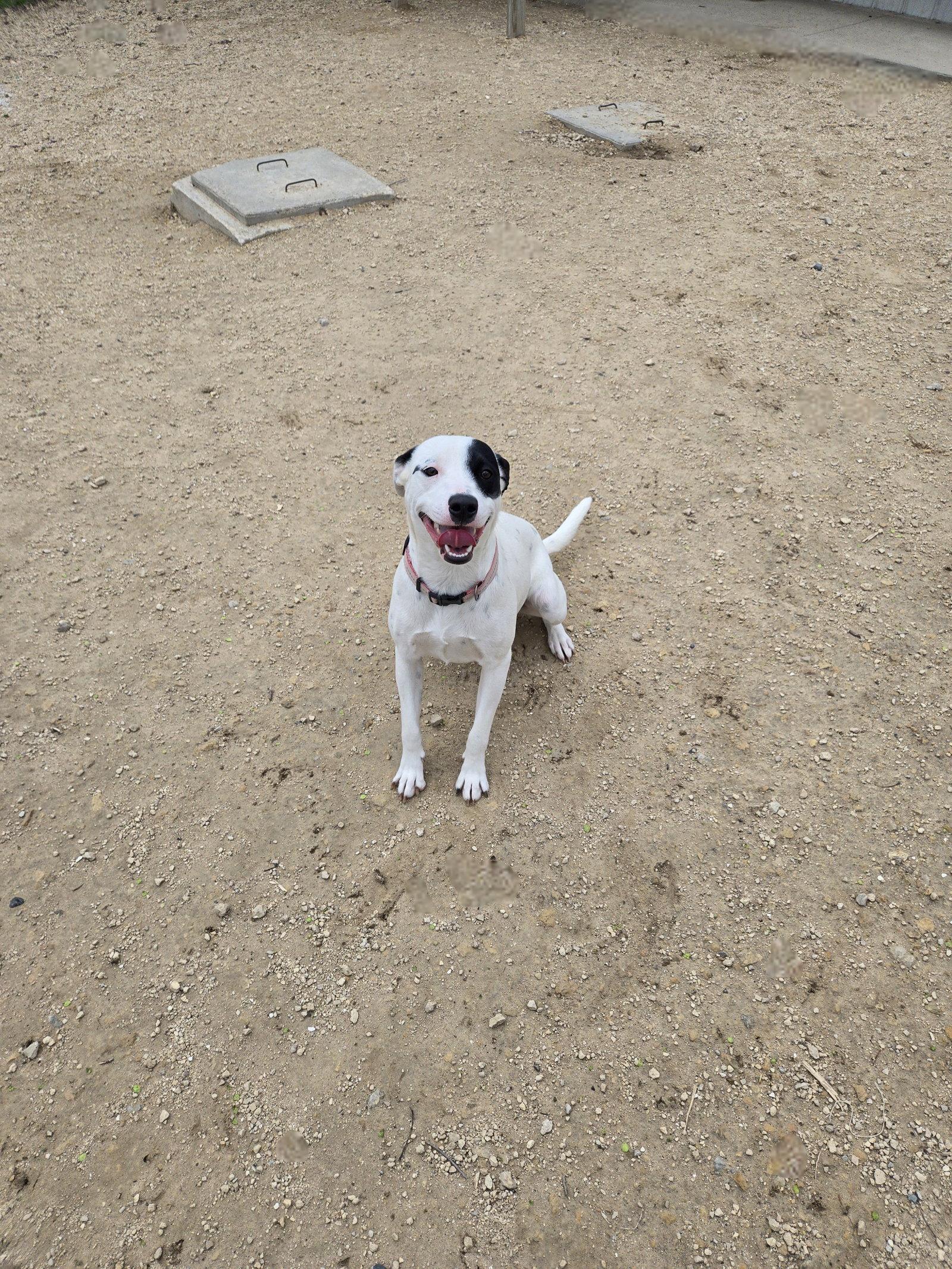 Enlarge Roxy, a Adoptable Mixed Breed in Maquoketa, IA image 1/1