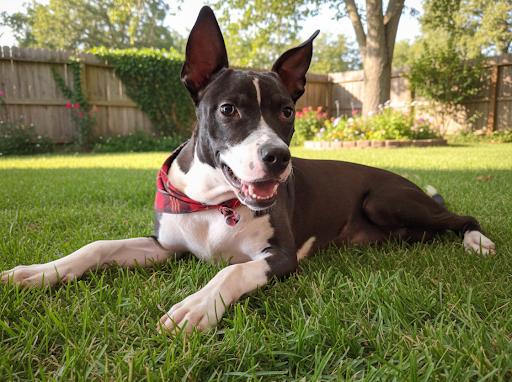 Enlarge Bella Rose, a Adoptable mixed breed in Gilbert, AZ image 1/1