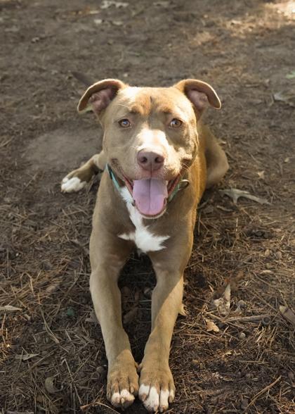 Evren 59491, Adoptable, Adult Male Pit Bull Terrier & Mixed Breed.