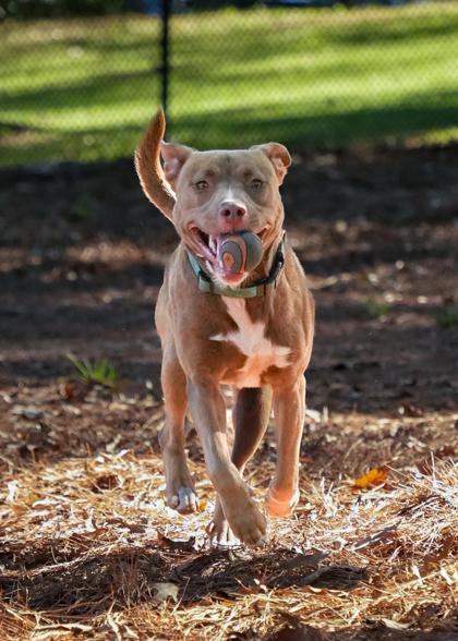 Enlarge Evren 59491, a Adoptable mixed breed in Aiken, SC image 2/3