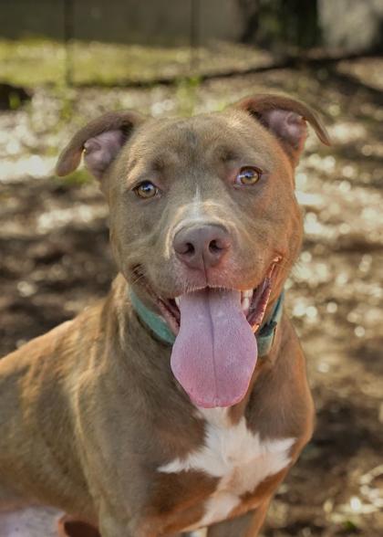 Enlarge Evren 59491, a Adoptable mixed breed in Aiken, SC image 3/3