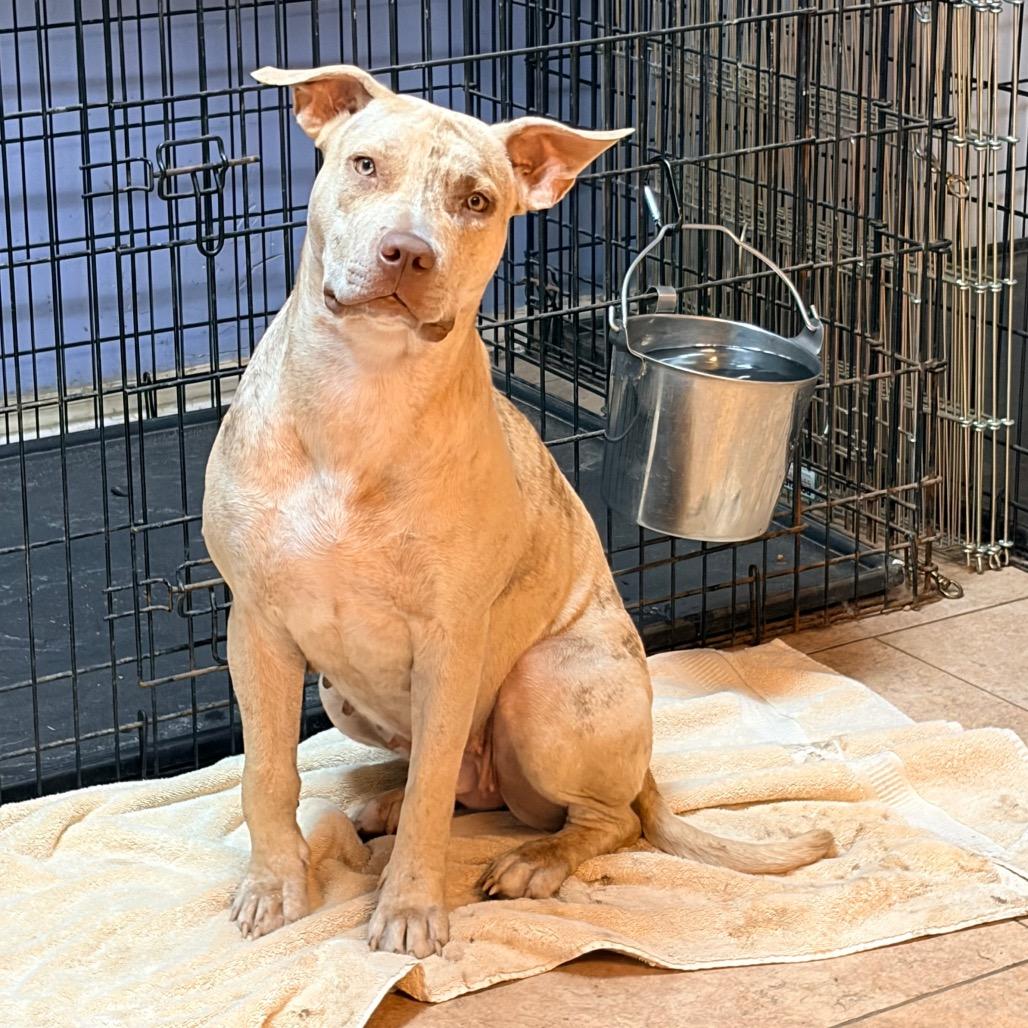Enlarge Ginger 2344, a Adoptable Mixed Breed in Kansas City, MO image 1/6
