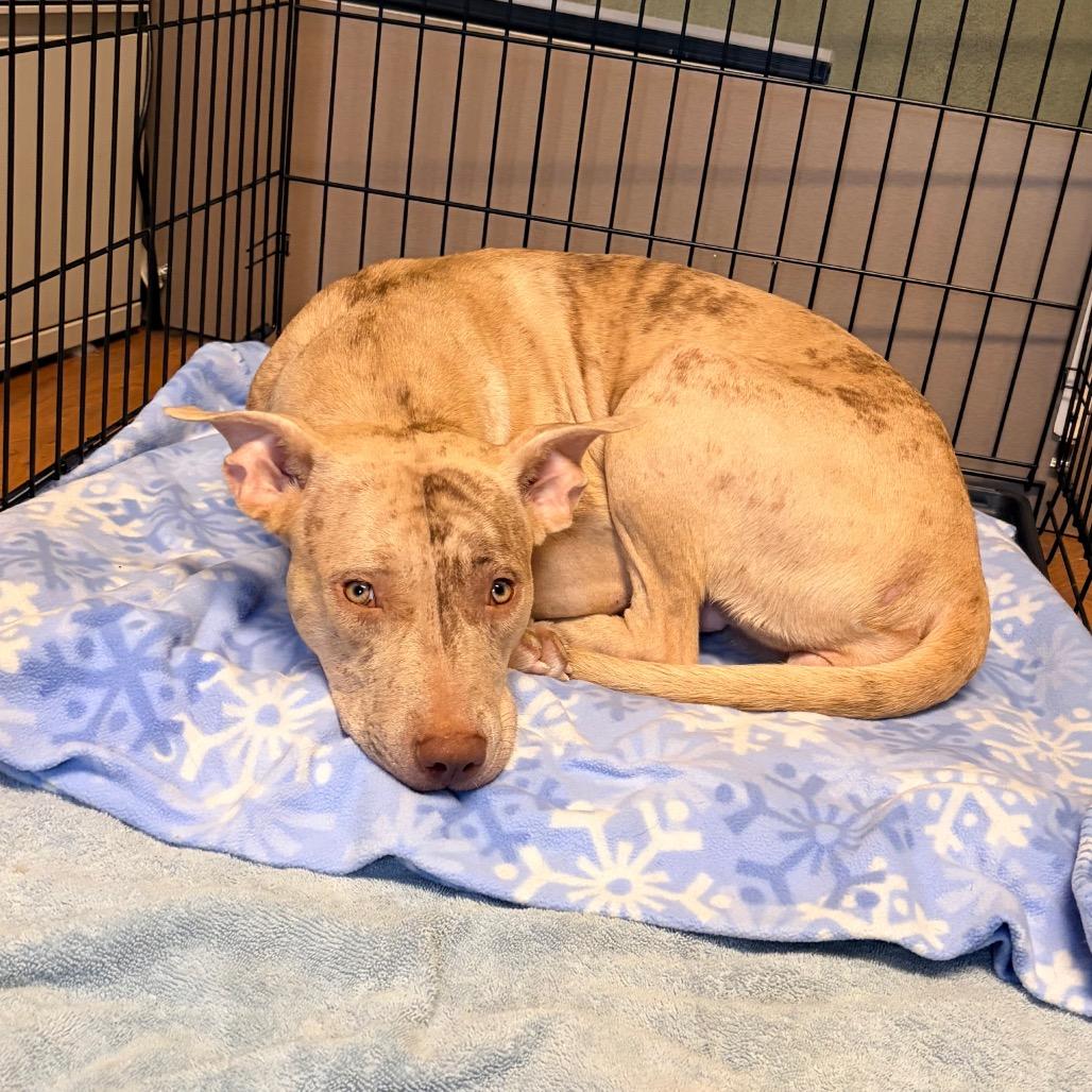 Enlarge Ginger 2344, a Adoptable Mixed Breed in Kansas City, MO image 2/6