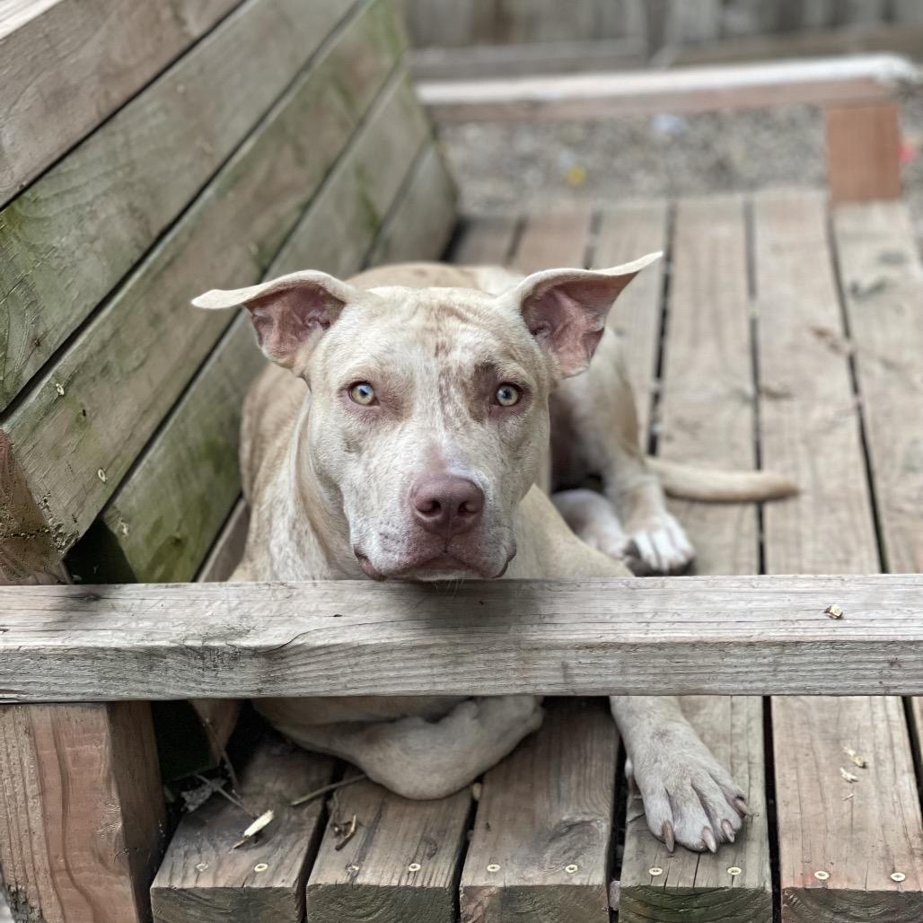 Enlarge Ginger 2344, a Adoptable Mixed Breed in Kansas City, MO image 3/6