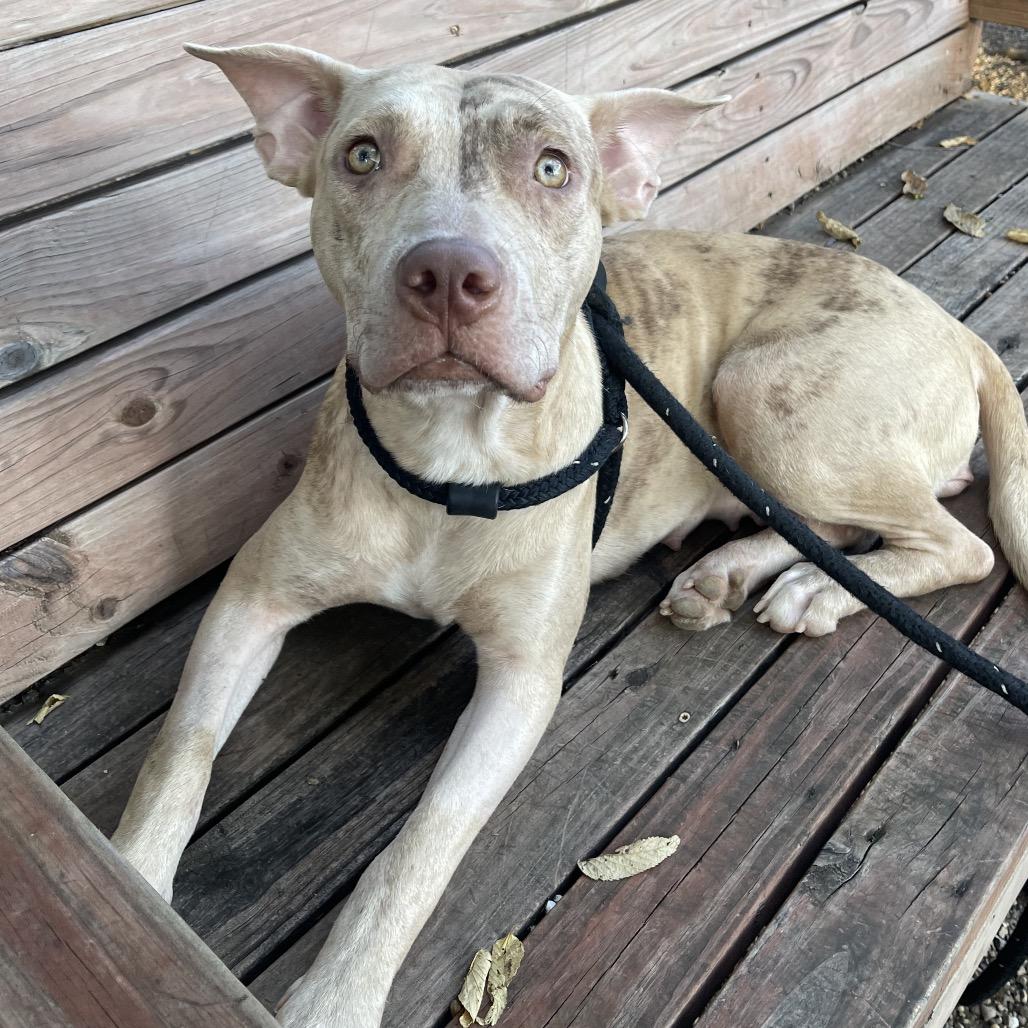 Enlarge Ginger 2344, a Adoptable Mixed Breed in Kansas City, MO image 5/6