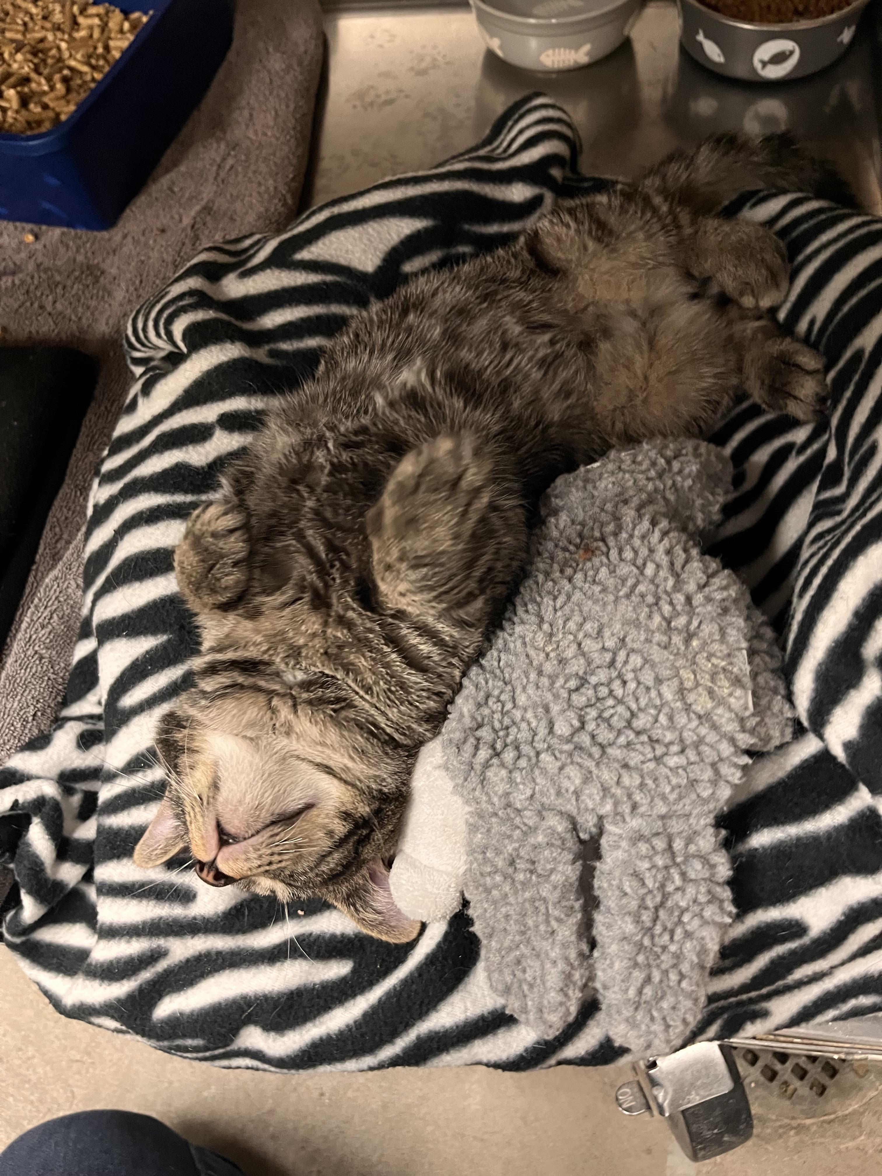 Enlarge Whispurr, a Adoptable Domestic Short Hair in Pueblo, CO image 2/4