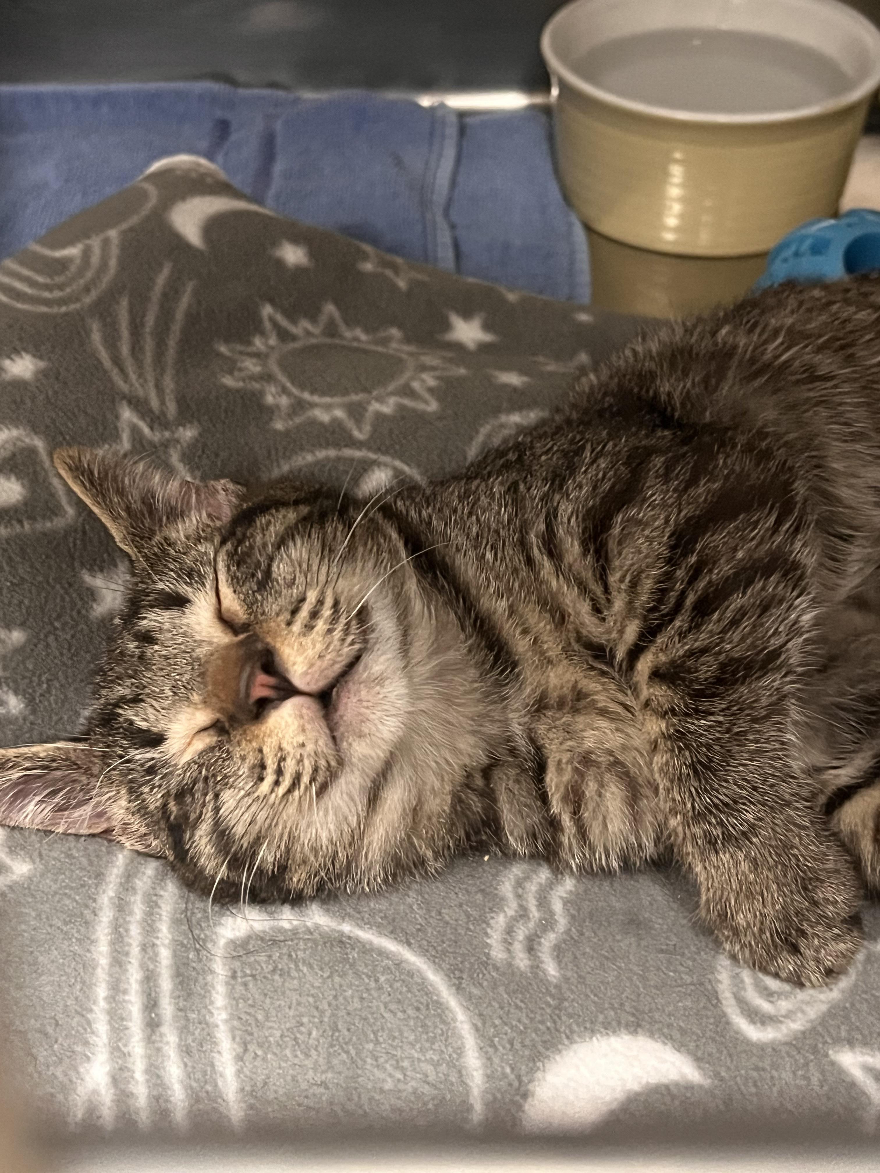 Whispurr, Adoptable, Young Male Domestic Short Hair.