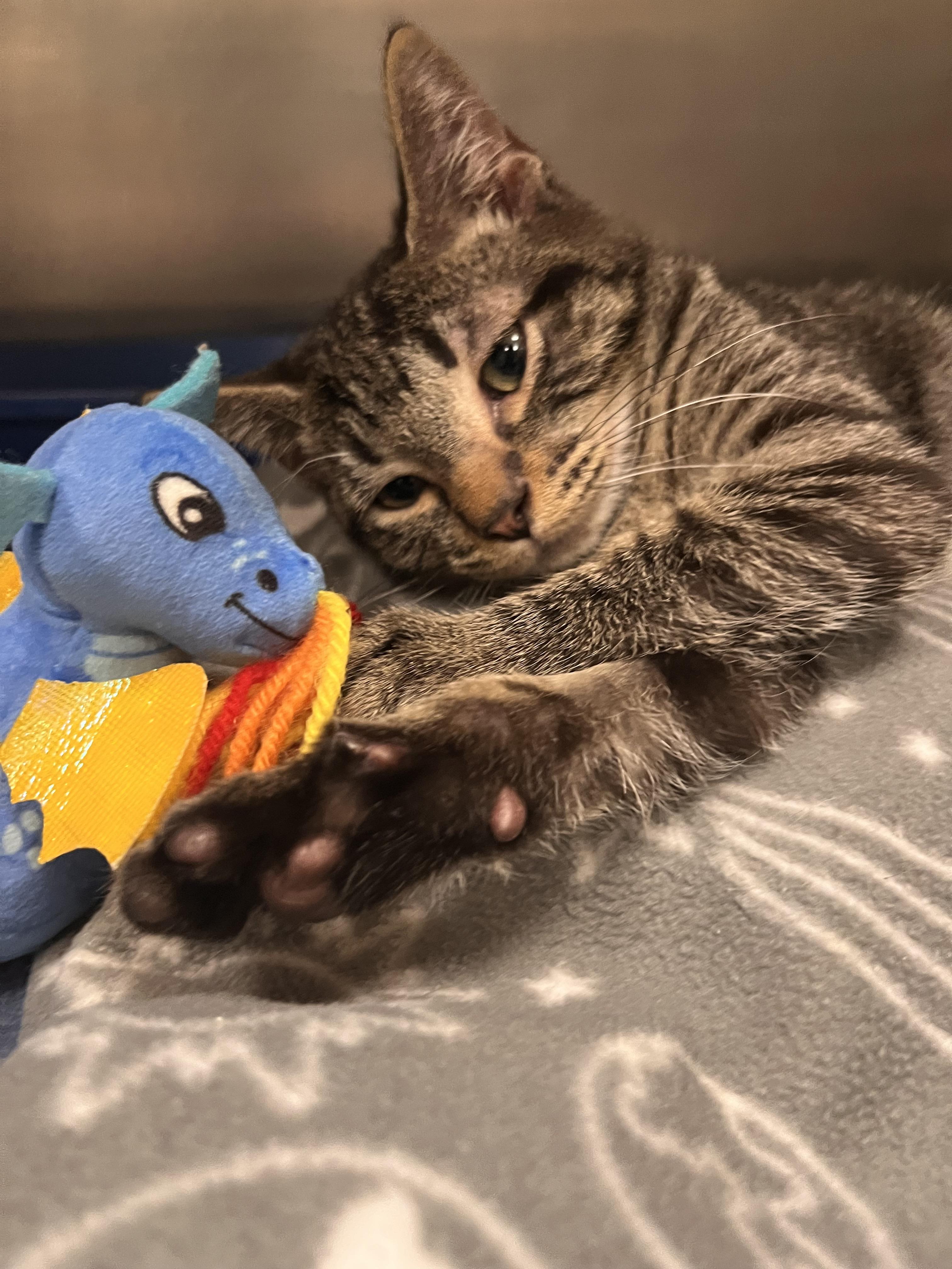 Enlarge Whispurr, a Adoptable Domestic Short Hair in Pueblo, CO image 3/4