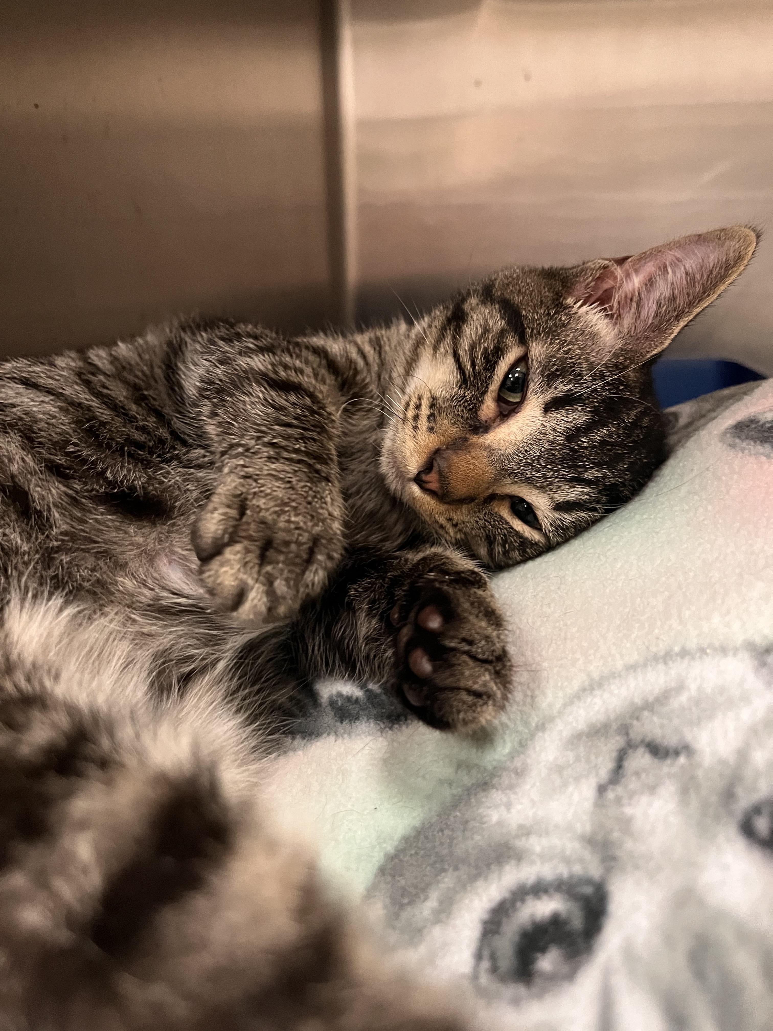 Enlarge Whispurr, a Adoptable Domestic Short Hair in Pueblo, CO image 4/4