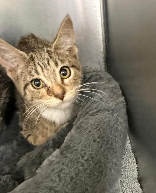 Lizzy, ADOPTABLE, Young Female Domestic Short Hair.