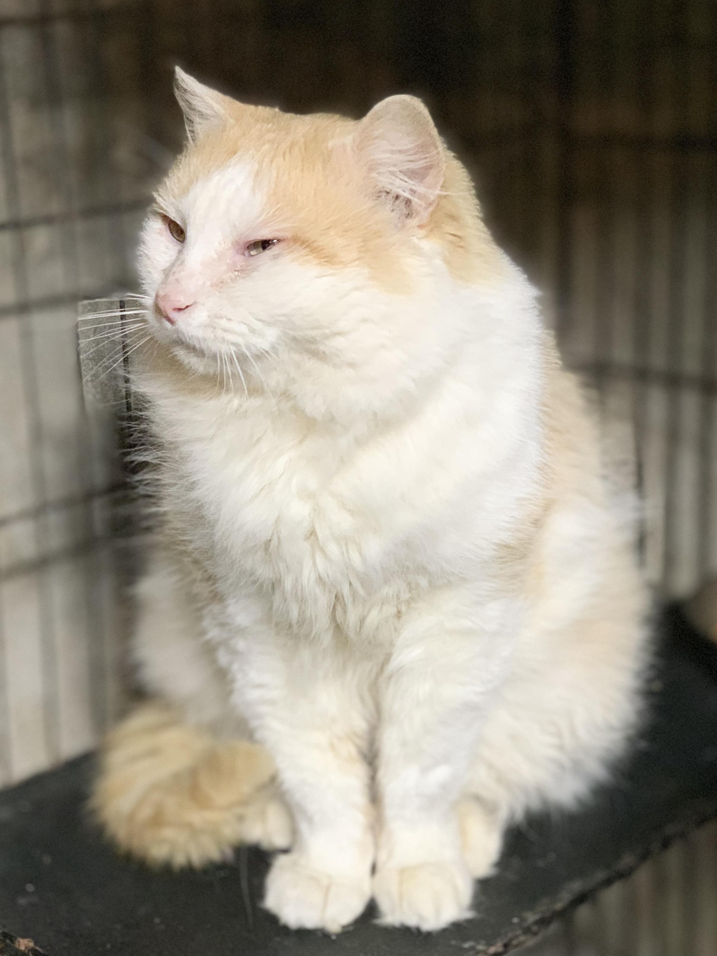 HARRY *pending adoption*, an adopted mixed breed in Panora, IA image 4/4