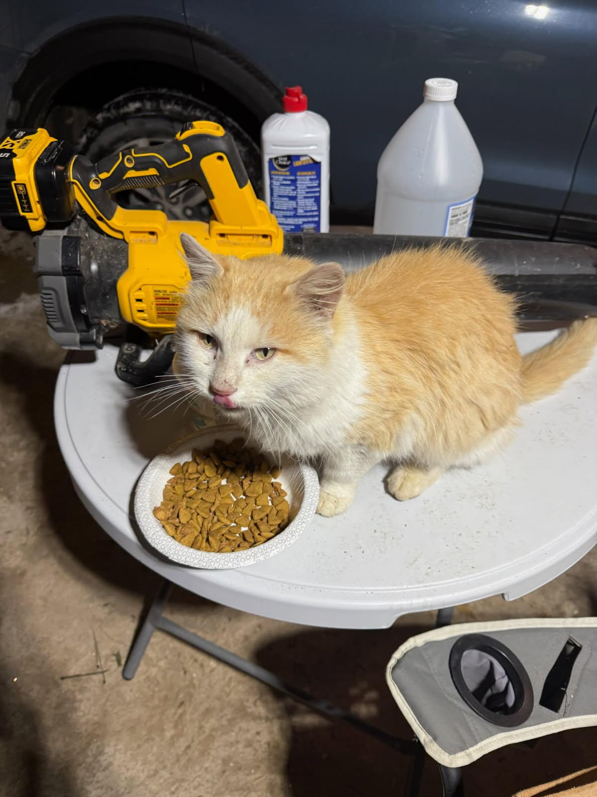 HARRY *pending adoption*, an adopted mixed breed in Panora, IA image 2/4