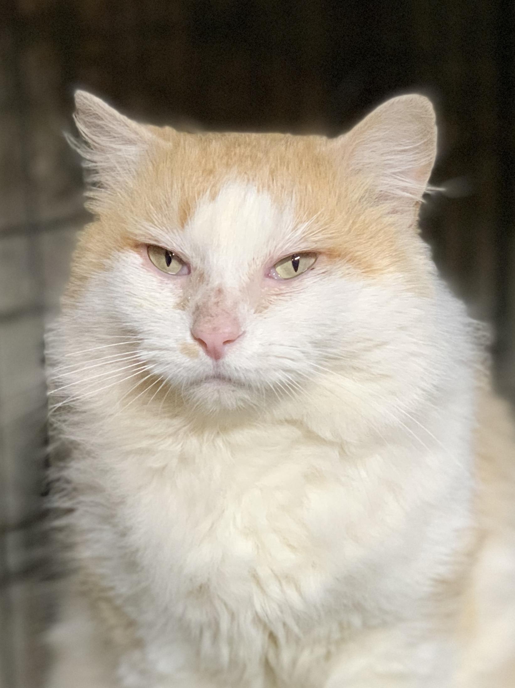 HARRY *pending adoption*, an adopted mixed breed in Panora, IA image 1/4