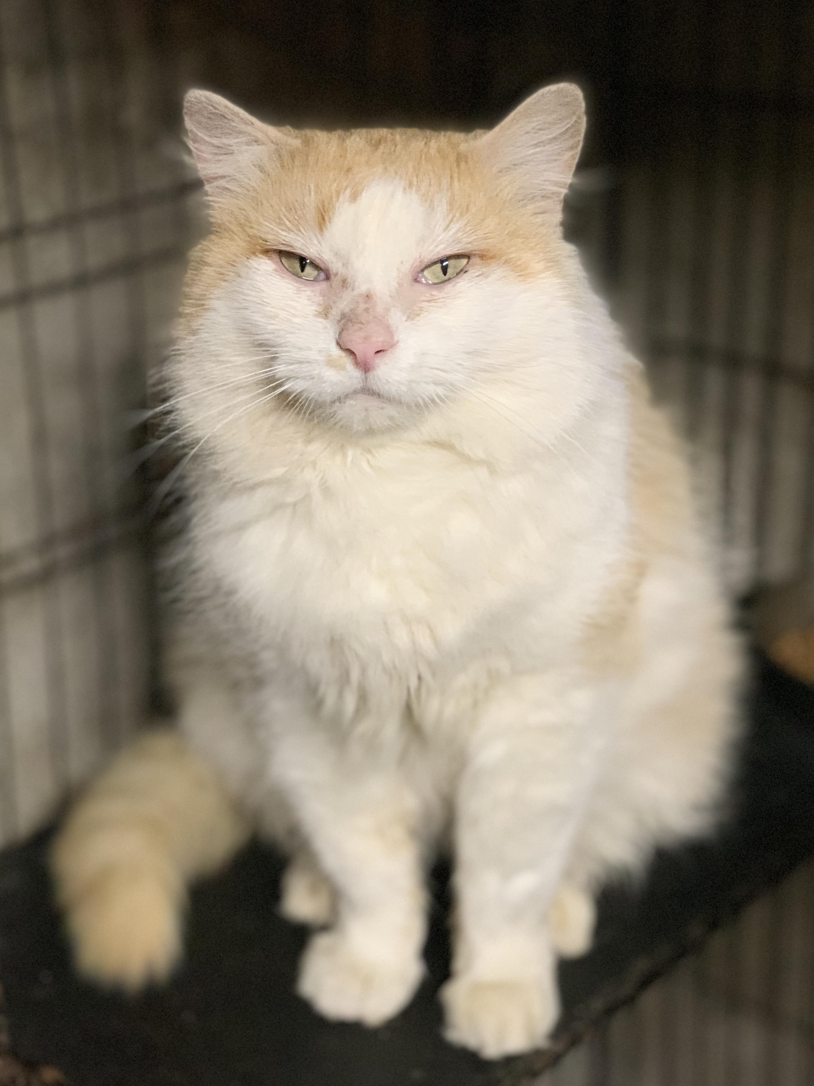 HARRY *pending adoption*, an adopted mixed breed in Panora, IA image 3/4