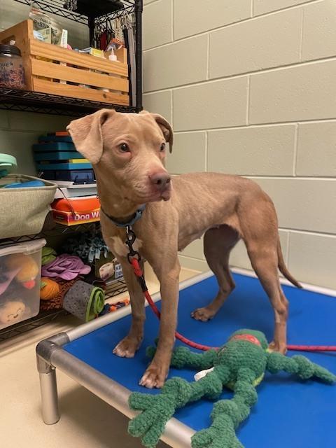 Enlarge Cappuccino, a Adoptable mixed breed in Kalamazoo, MI image 1/3