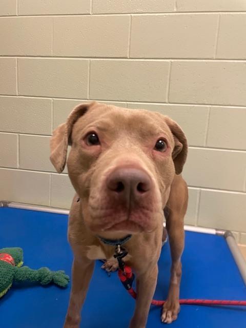 Enlarge Cappuccino, a Adoptable mixed breed in Kalamazoo, MI image 2/3