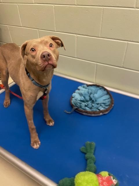 Enlarge Cappuccino, a Adoptable mixed breed in Kalamazoo, MI image 3/3