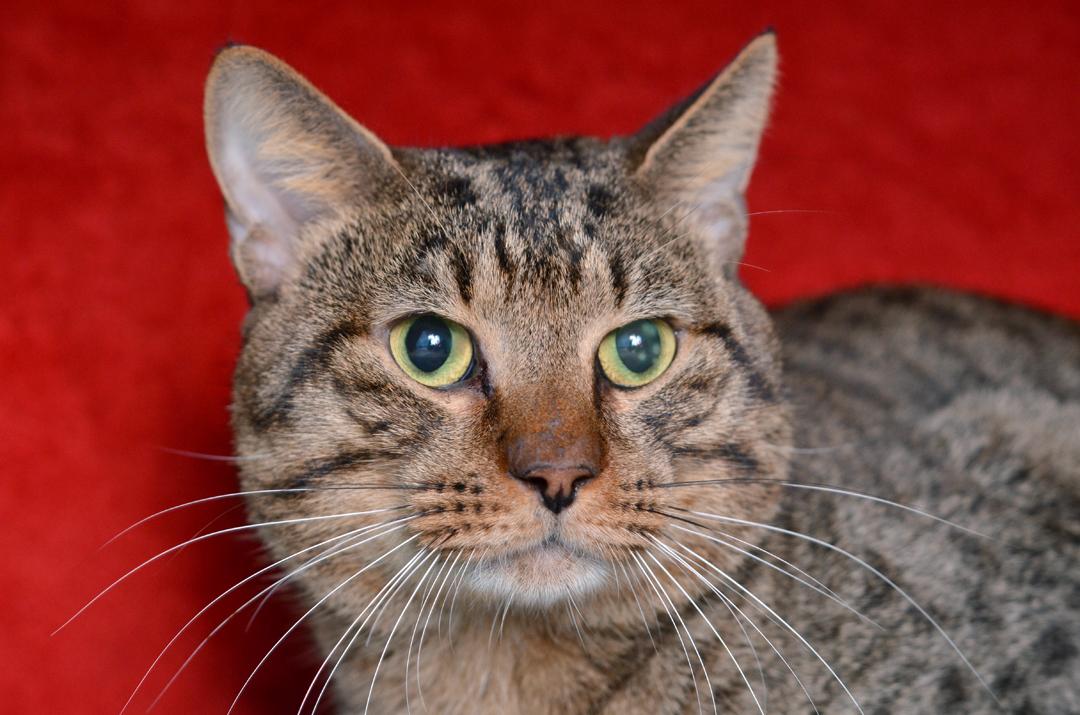 Bentley, adopted, Young Male Domestic Short Hair & Tiger.