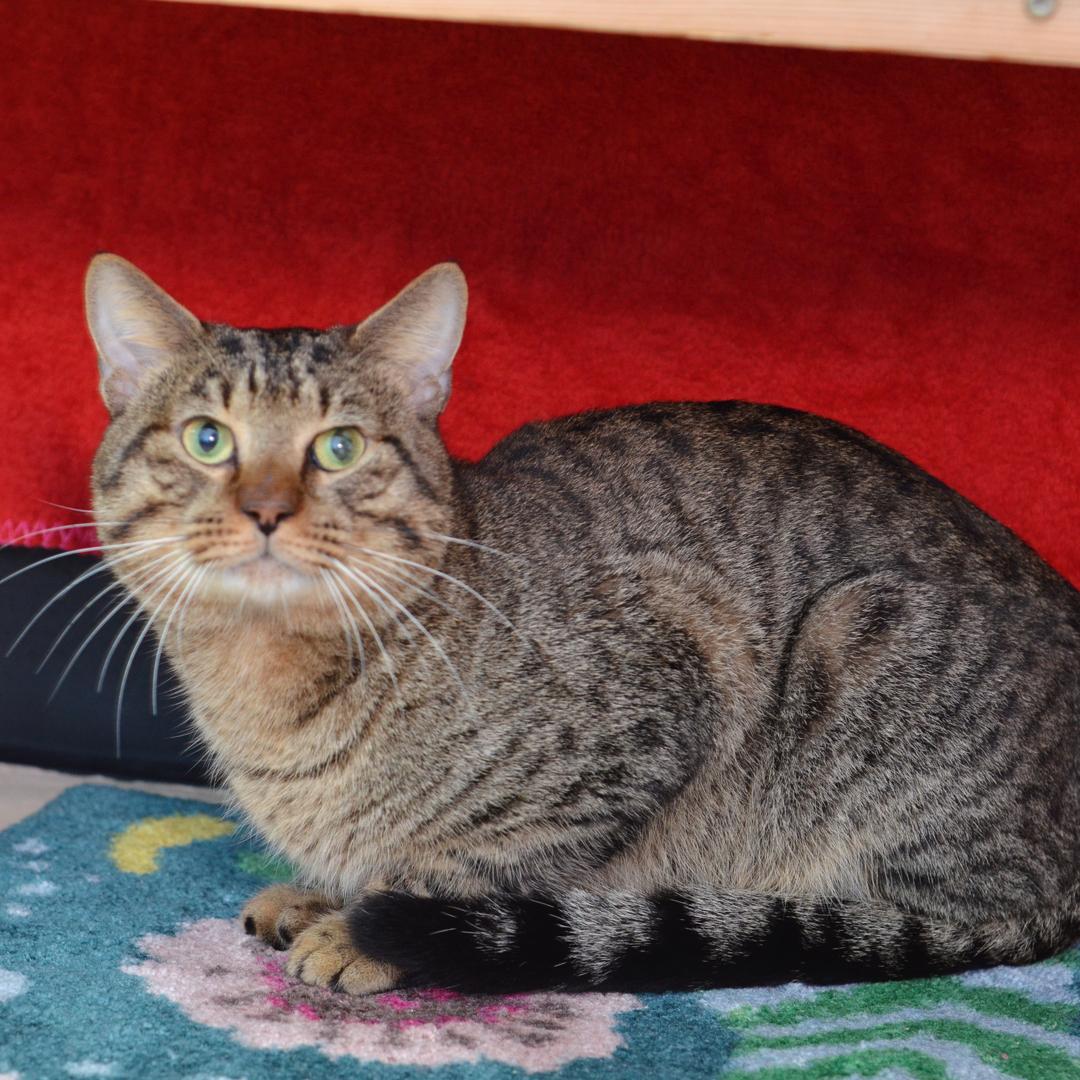 Enlarge Bentley, an adopted mixed breed in Sanford, FL image 2/2