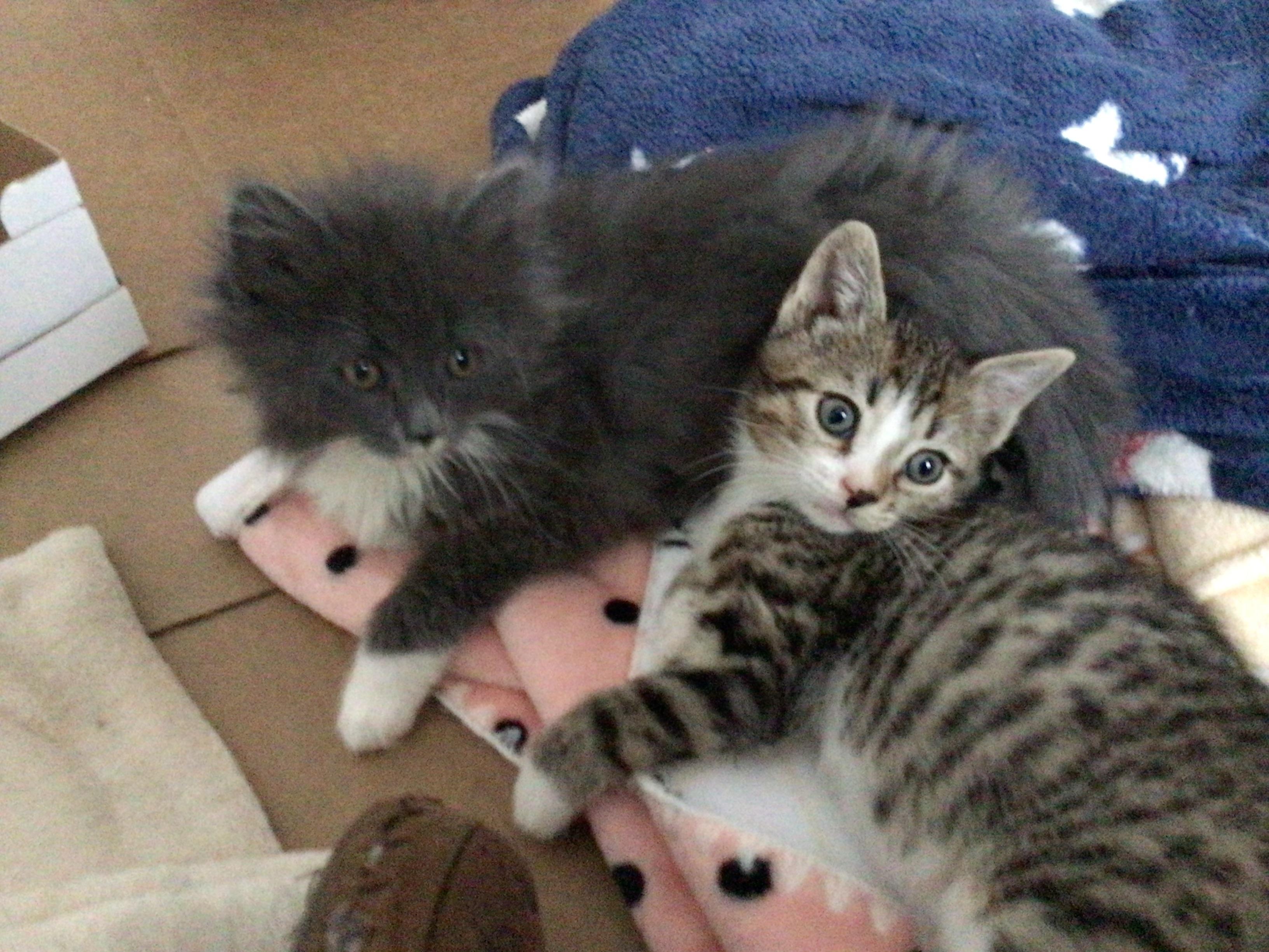 Enlarge Holly and Ivy, an adopted Domestic Short Hair in Salisbury, MA image 1/6