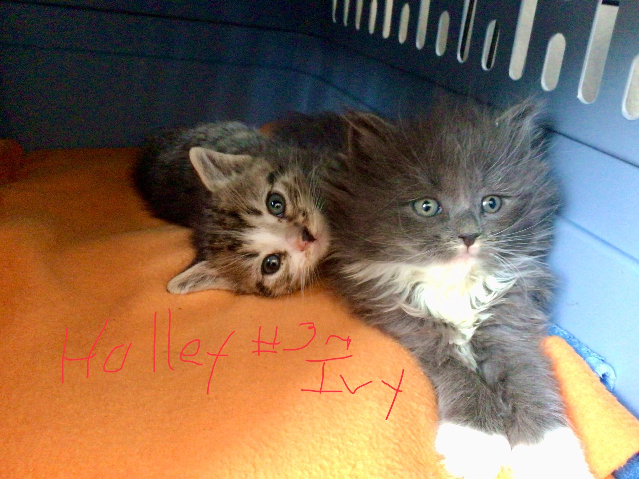 Enlarge Holly and Ivy, an adopted Domestic Short Hair in Salisbury, MA image 2/6