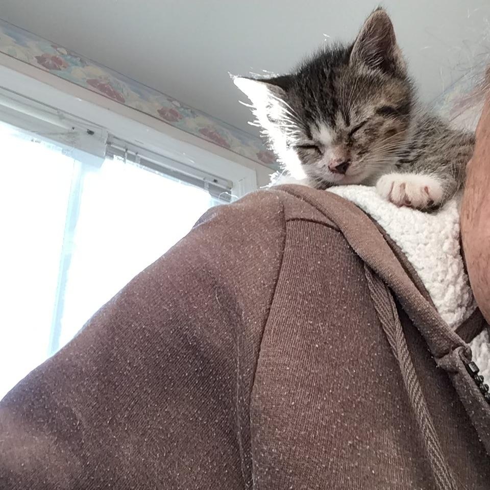 Enlarge Holly and Ivy, an adopted Domestic Short Hair in Salisbury, MA image 4/6