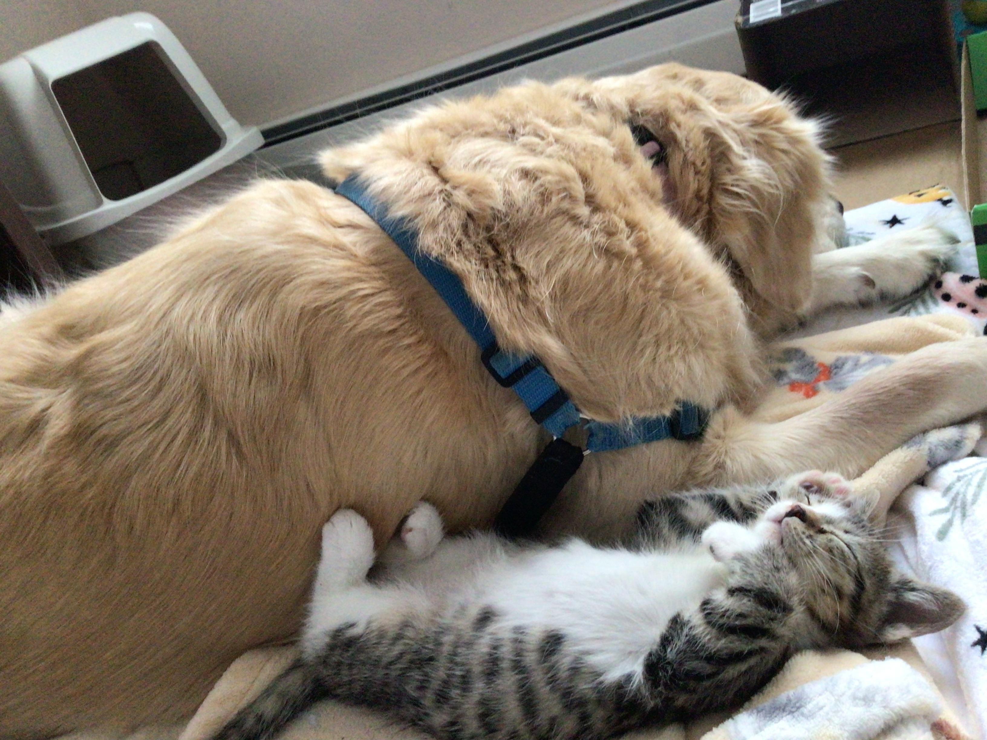 Enlarge Holly and Ivy, an adopted Domestic Short Hair in Salisbury, MA image 3/6