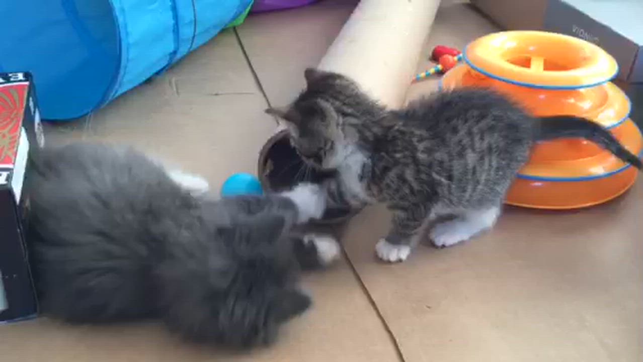 Enlarge Holly and Ivy, an adopted Domestic Short Hair in Salisbury, MA video 6/6