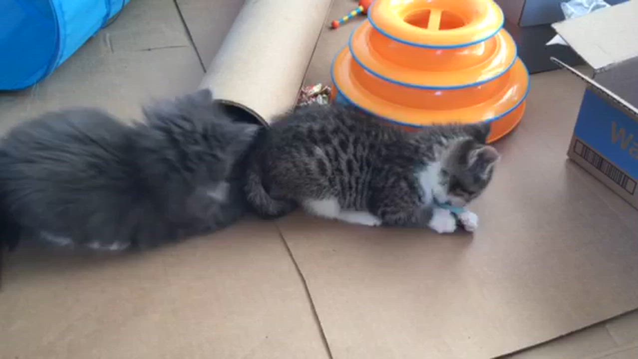 Enlarge Holly and Ivy, an adopted Domestic Short Hair in Salisbury, MA video 5/6