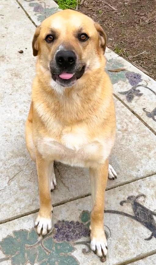 Enlarge Chico, a ADOPTABLE German Shepherd Dog in tracy, CA image 1/3