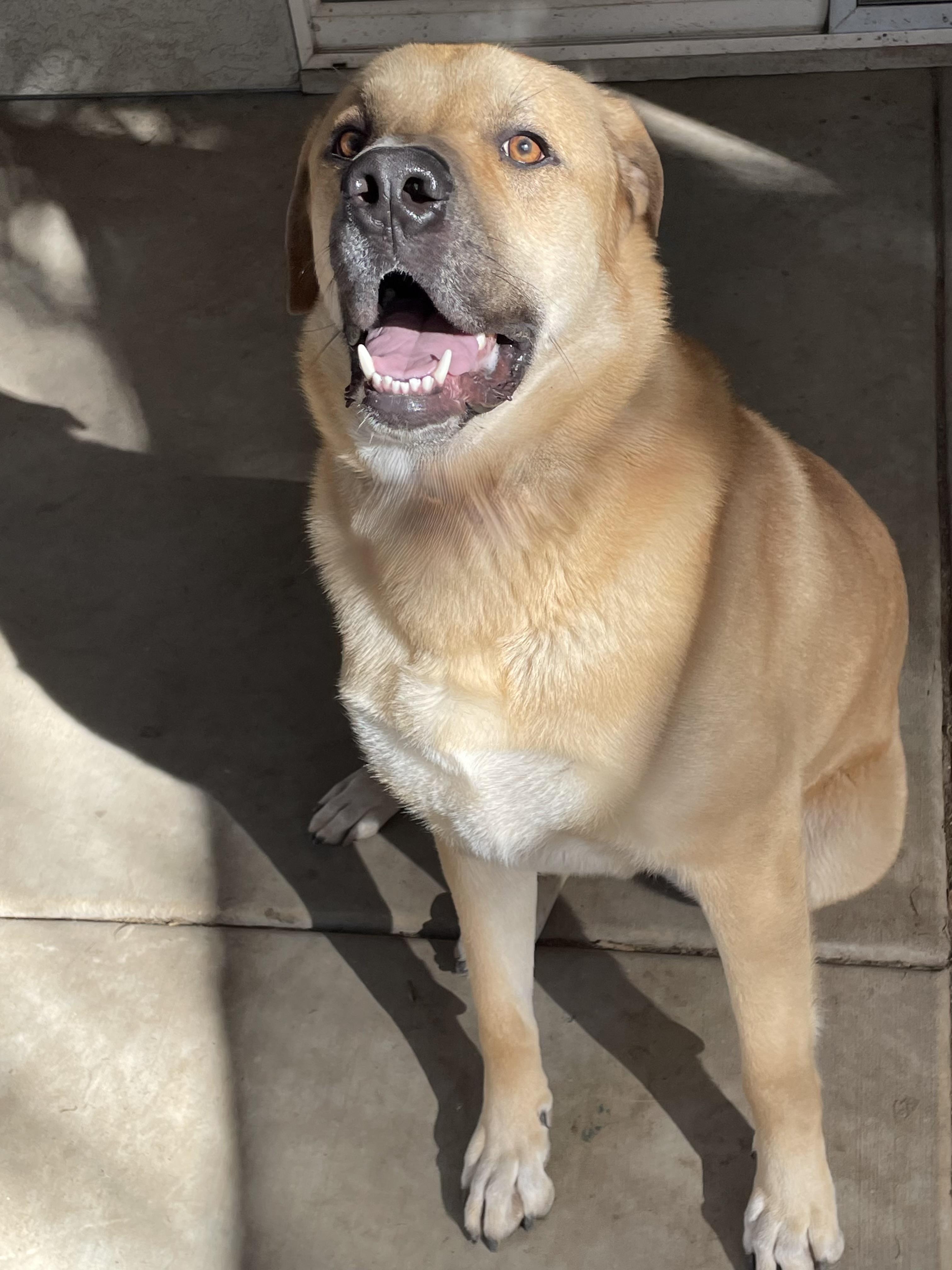 Enlarge Chico, a ADOPTABLE German Shepherd Dog in tracy, CA image 2/3