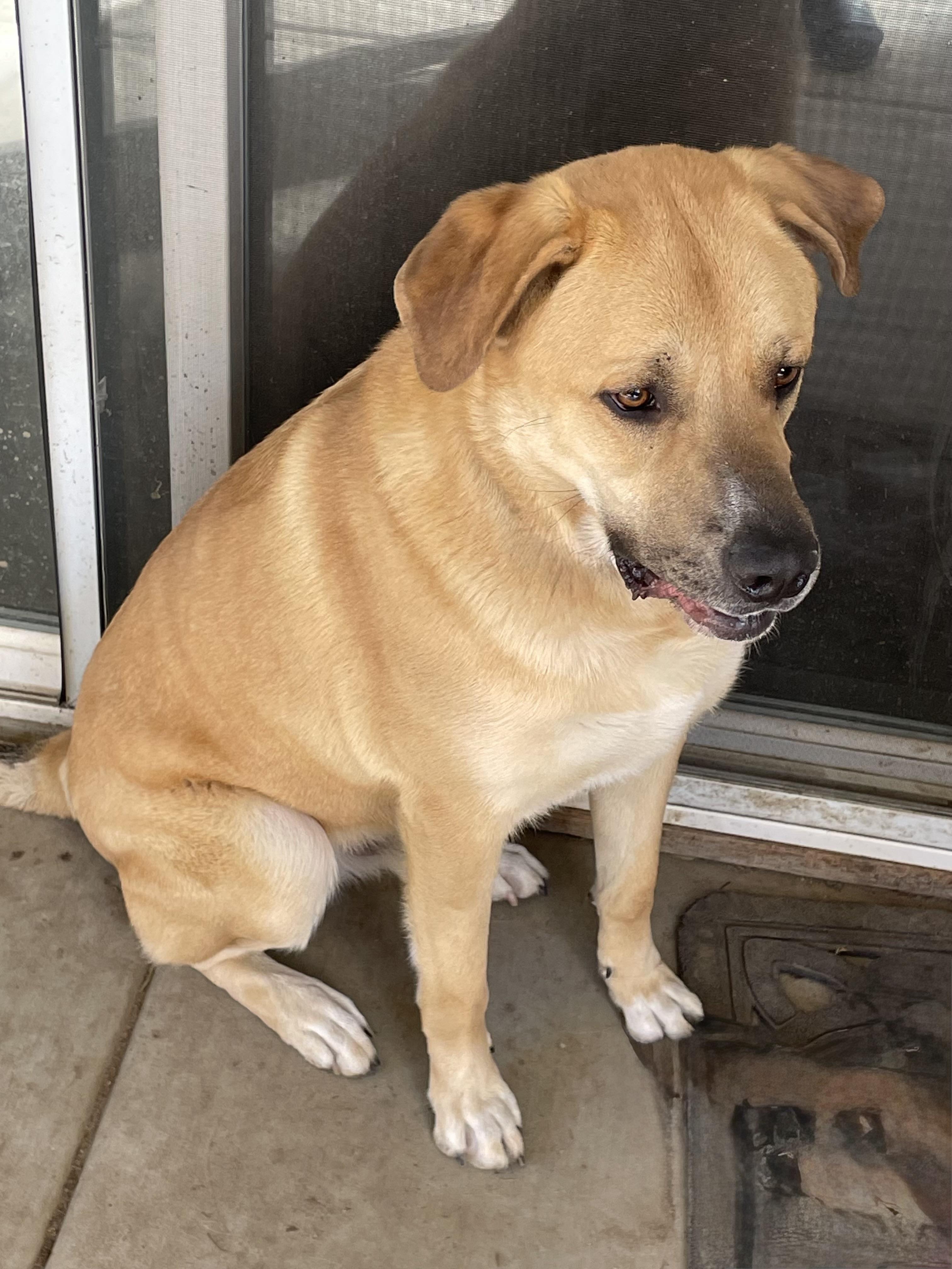 Enlarge Chico, a ADOPTABLE German Shepherd Dog in tracy, CA image 3/3