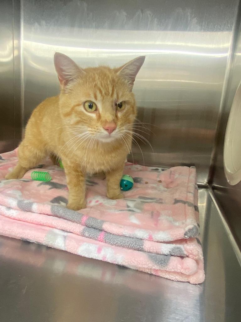 Putter, Adoptable, Young Male Domestic Short Hair.