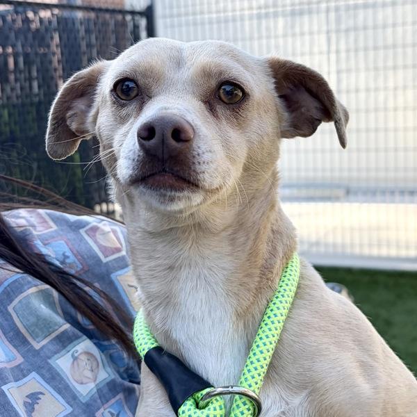 Phoebe, a Adoptable mixed breed in Walnut Creek, CA image 1/2
