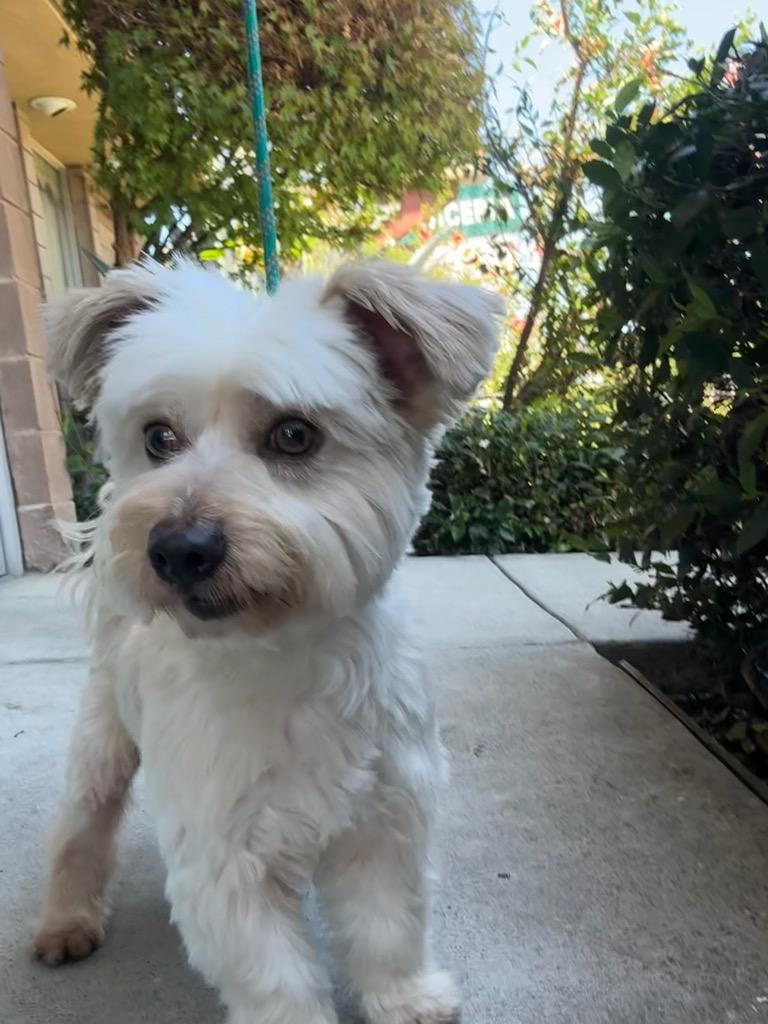 Scone, a Adoptable Maltese in San Jose, CA image 1/3
