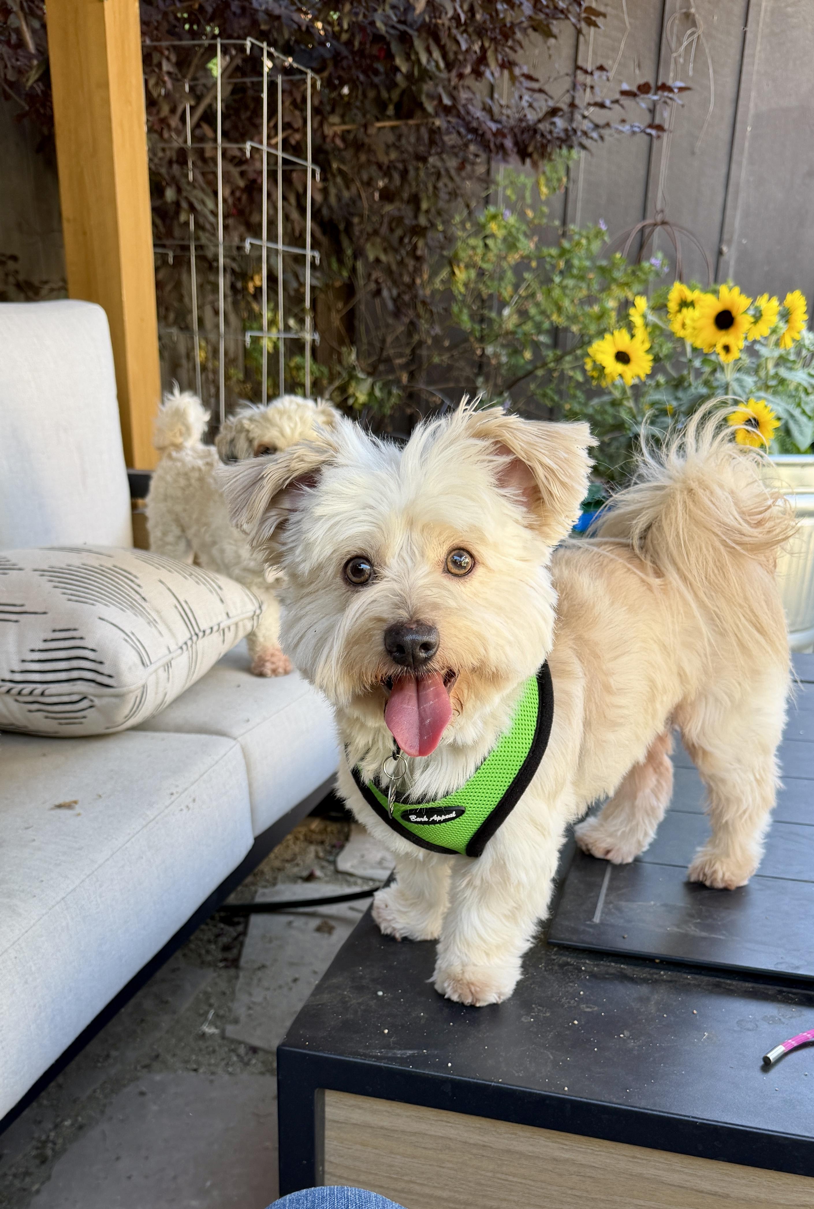Scone, Adoptable, Adult Male Maltese.