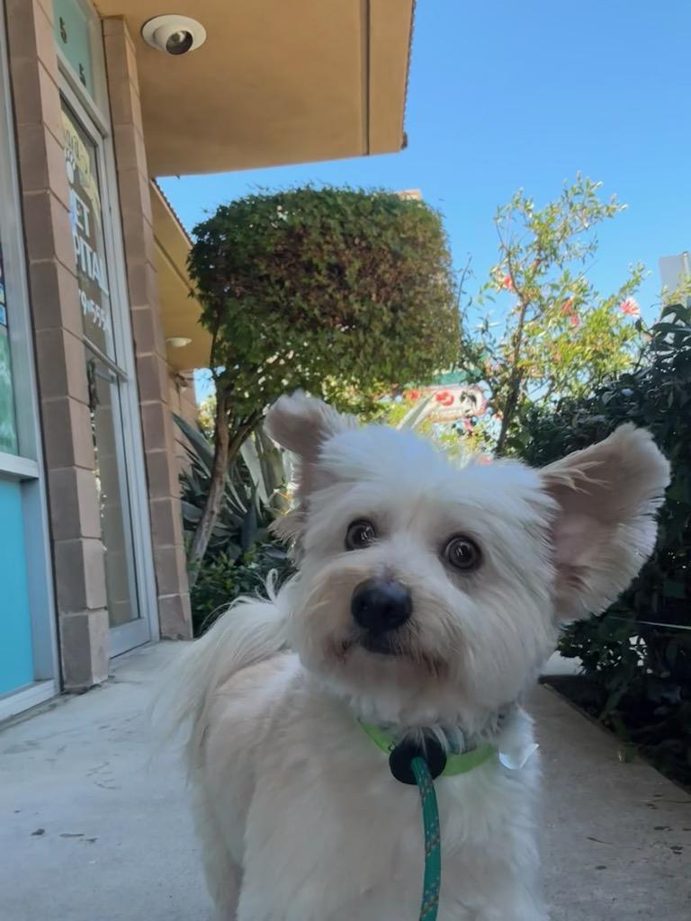 Scone, a Adoptable Maltese in San Jose, CA image 3/3
