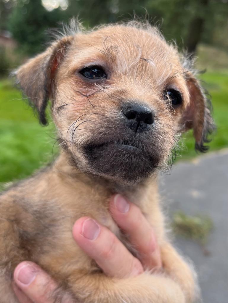 Diamond lyla, Adoptable, Puppy Female Border Terrier & Wirehaired Terrier.