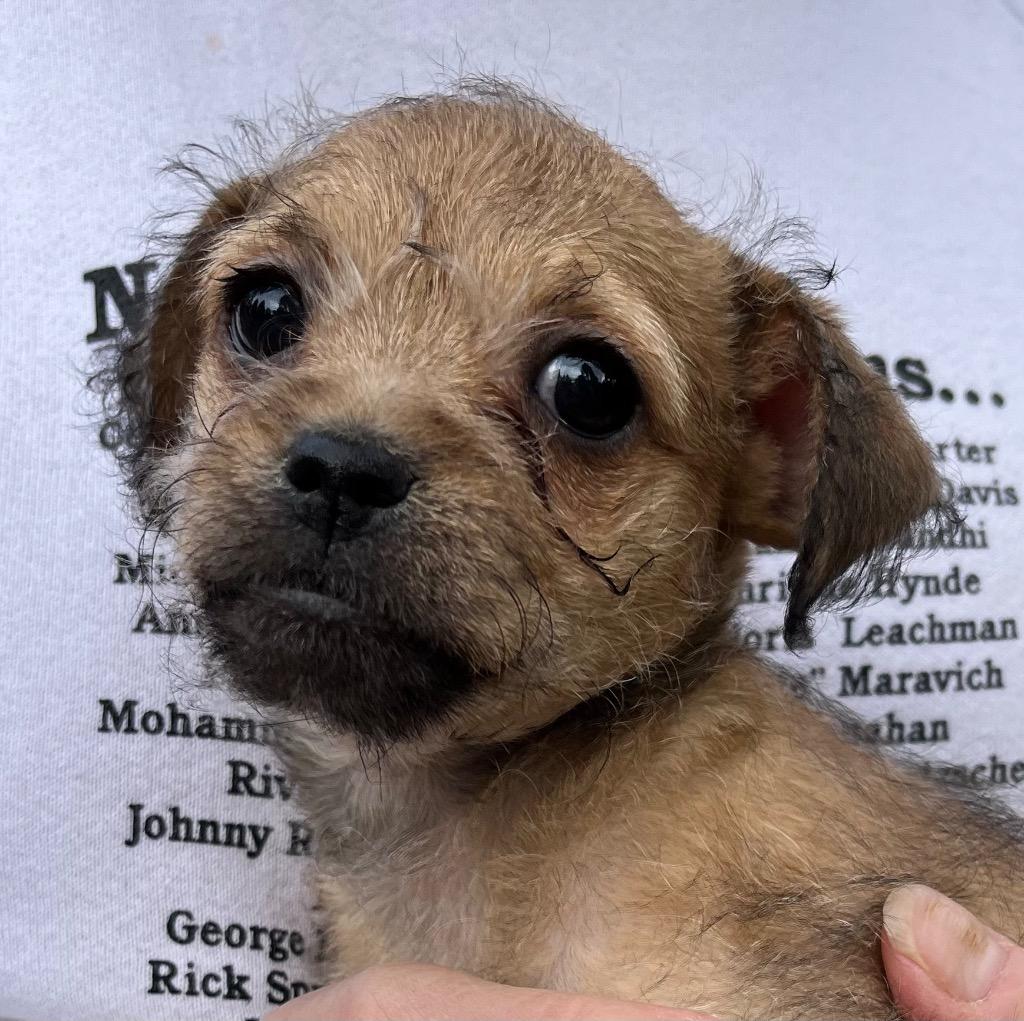 Enlarge Diamond lyla, a Adoptable mixed breed in Thompson Falls, MT image 2/3