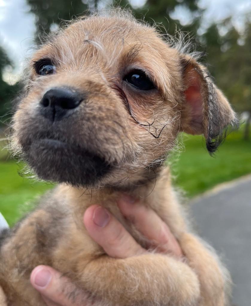 Enlarge Diamond lyla, a Adoptable mixed breed in Thompson Falls, MT image 3/3