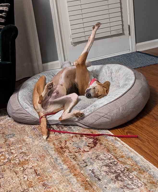 Elana, an adoptable mixed breed in Kennesaw, GA image 5/6