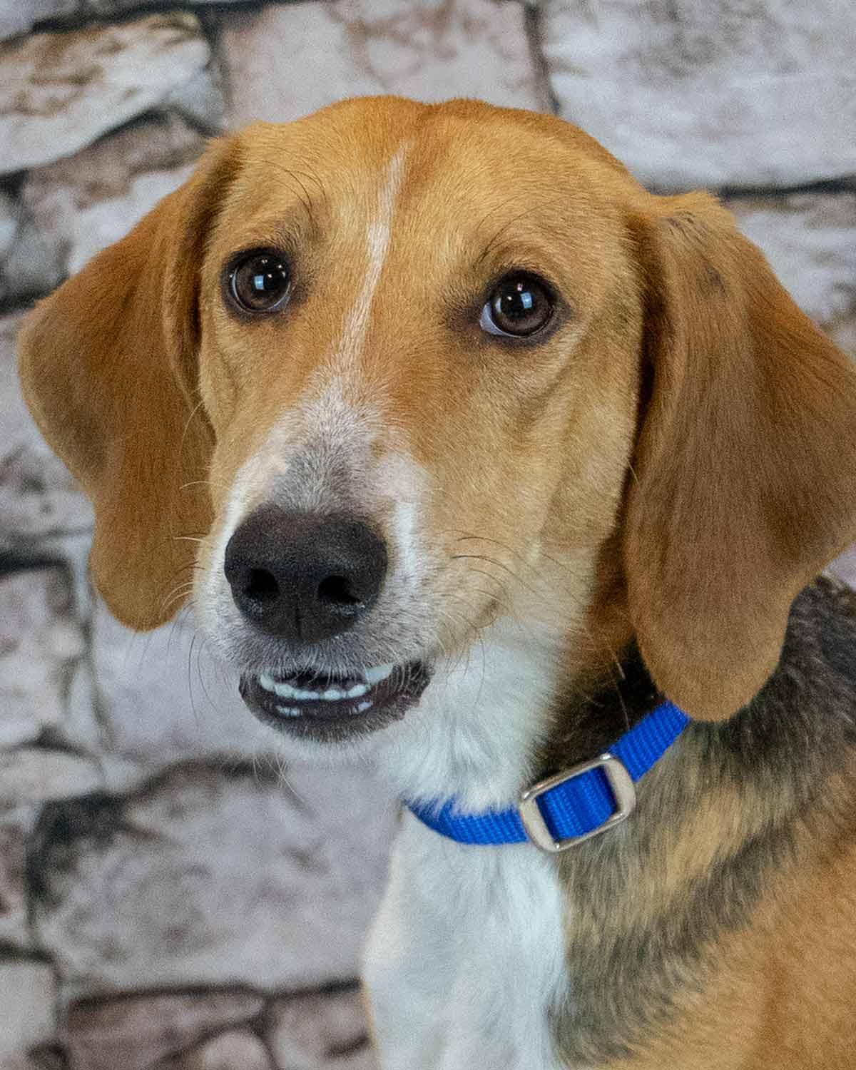 Elana, adoptable, Adult Female Treeing Walker Coonhound.