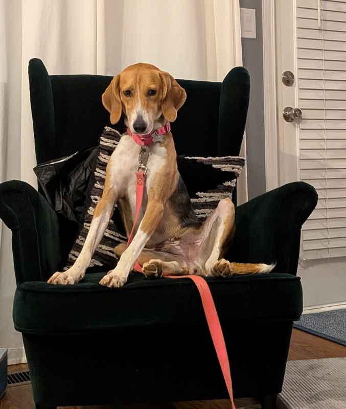 Elana, an adoptable mixed breed in Kennesaw, GA image 2/6