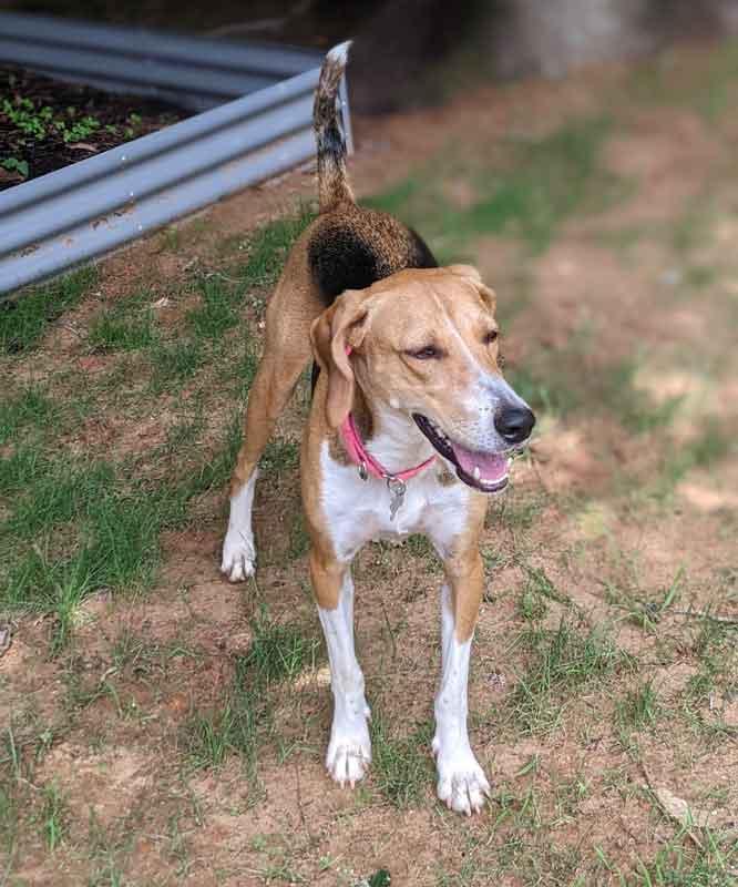 Elana, an adoptable mixed breed in Kennesaw, GA image 3/6