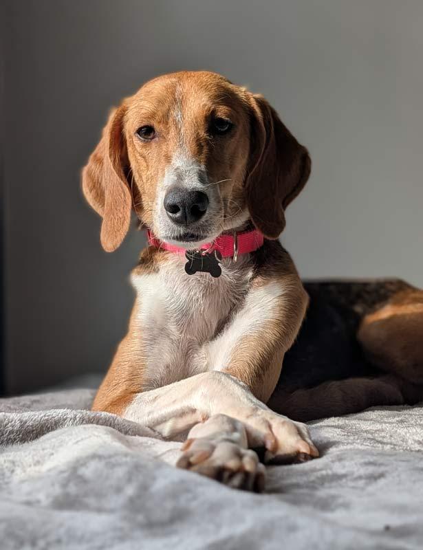 Elana, an adoptable mixed breed in Kennesaw, GA image 6/6