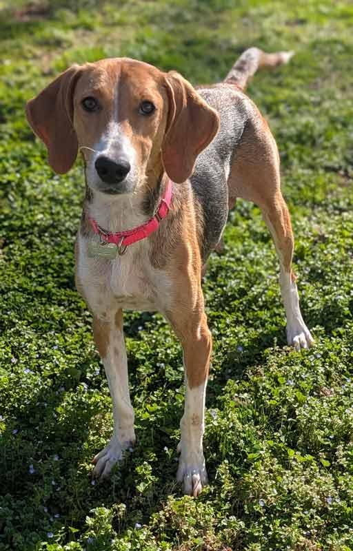 Elana, an adoptable mixed breed in Kennesaw, GA image 4/6